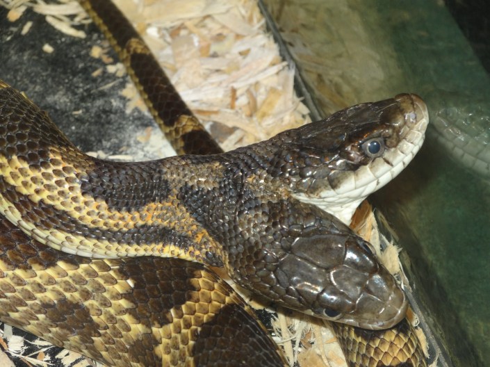 A true two-headed snake