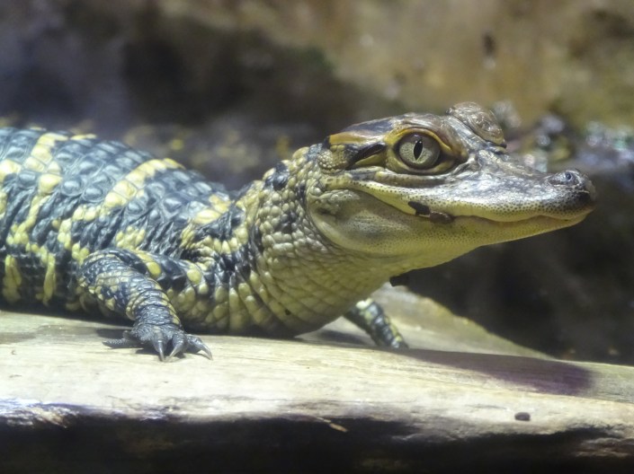 Baby alligator