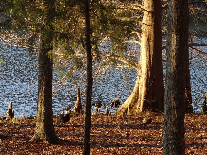 And he's out of the water