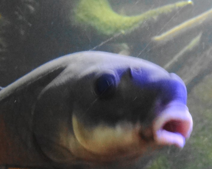 Gotta' love that fish face