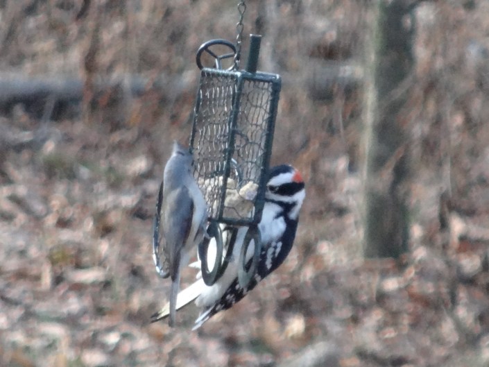 Woodpecker and friend