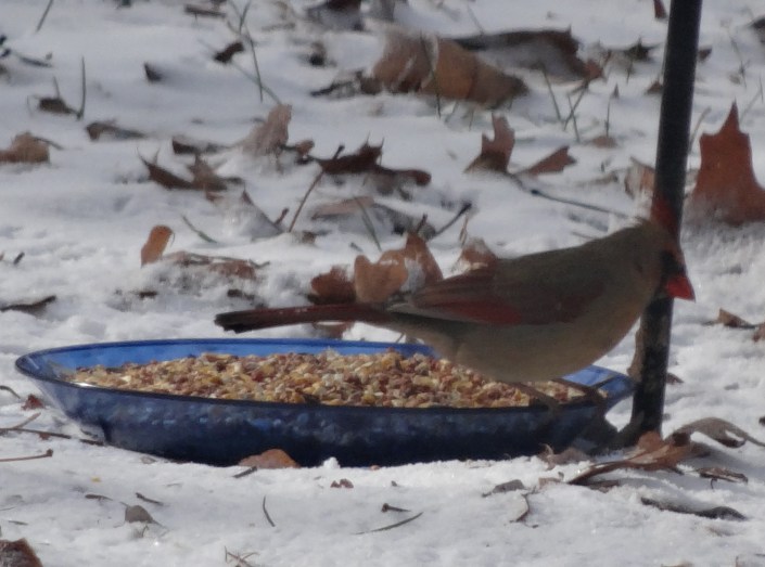 Looking for intruders