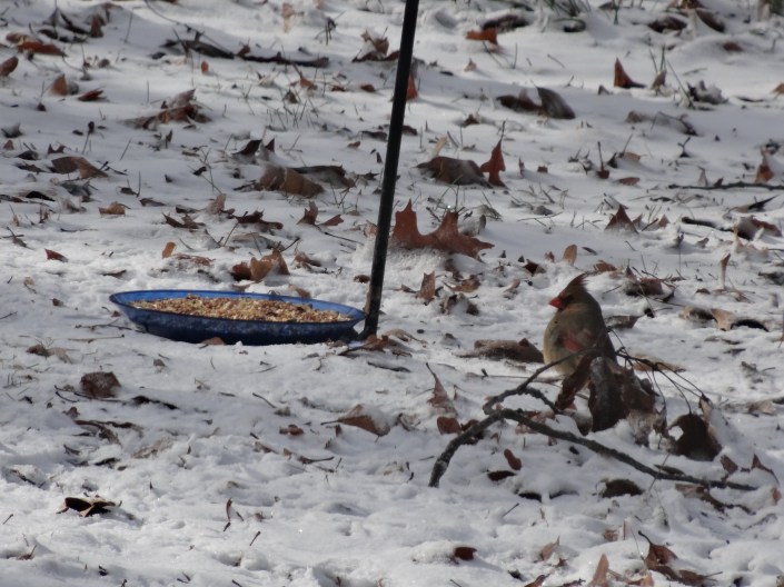 The first brave soul to approach the new tray.