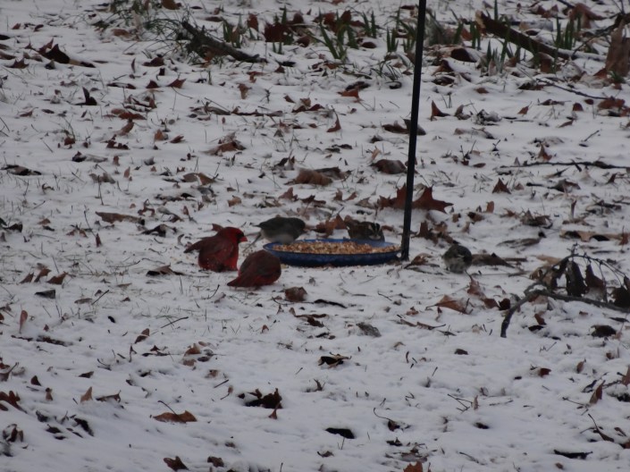 Cardinals in a tizzy