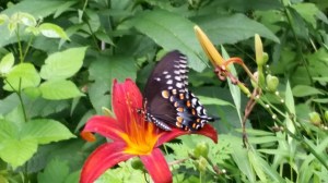 Butterfly feeding on a late blooming lily at the edge of my woods. (Note the poison ivy nearby!)